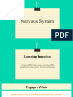 Year 9 - Biology Nervous System