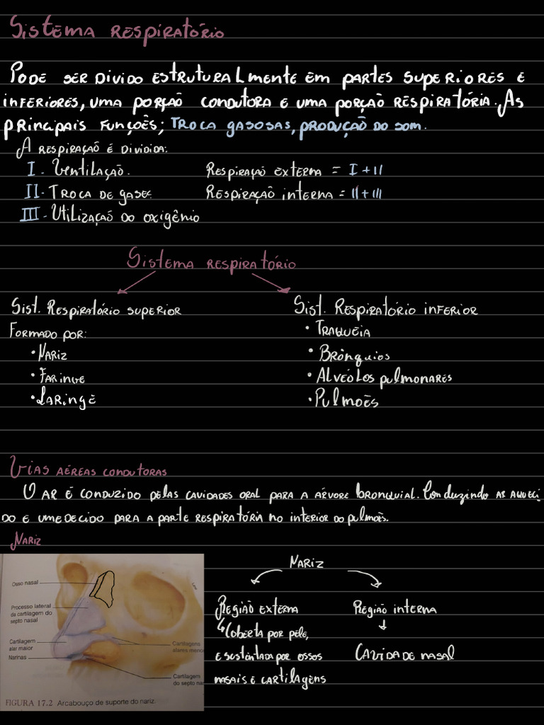 Resumo Sistema Circulatório Pdf