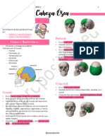 1-Cabeza Ósea