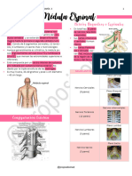 3 - Médula Espinal
