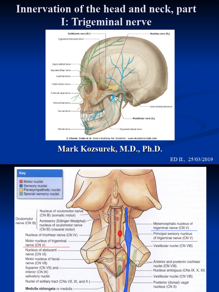 Trigeminal 2019 Ed4 Kom | PDF | Human Head And Neck | Neuroanatomy