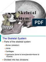 Skeletalsystem MRD