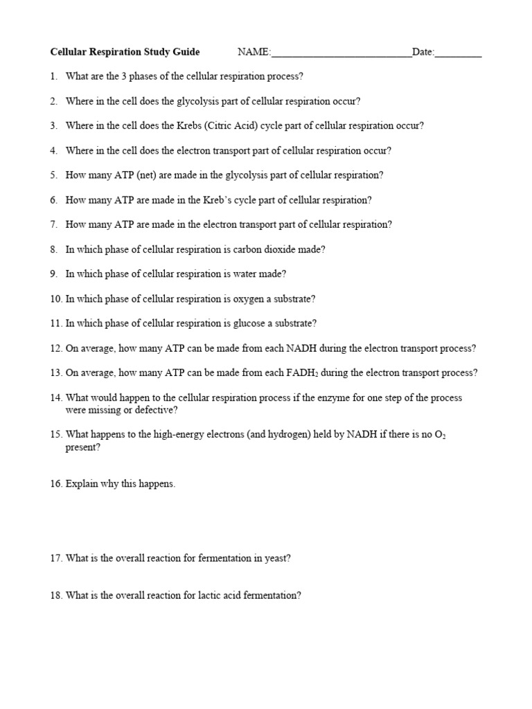 Cellular Respiration Study Guide | PDF | Cellular Respiration ...