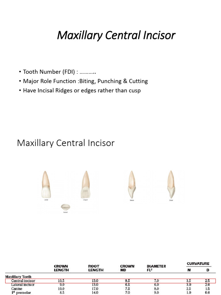 Maxillary Central Incisor | PDF