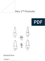 Maxillary 2nd Premolar