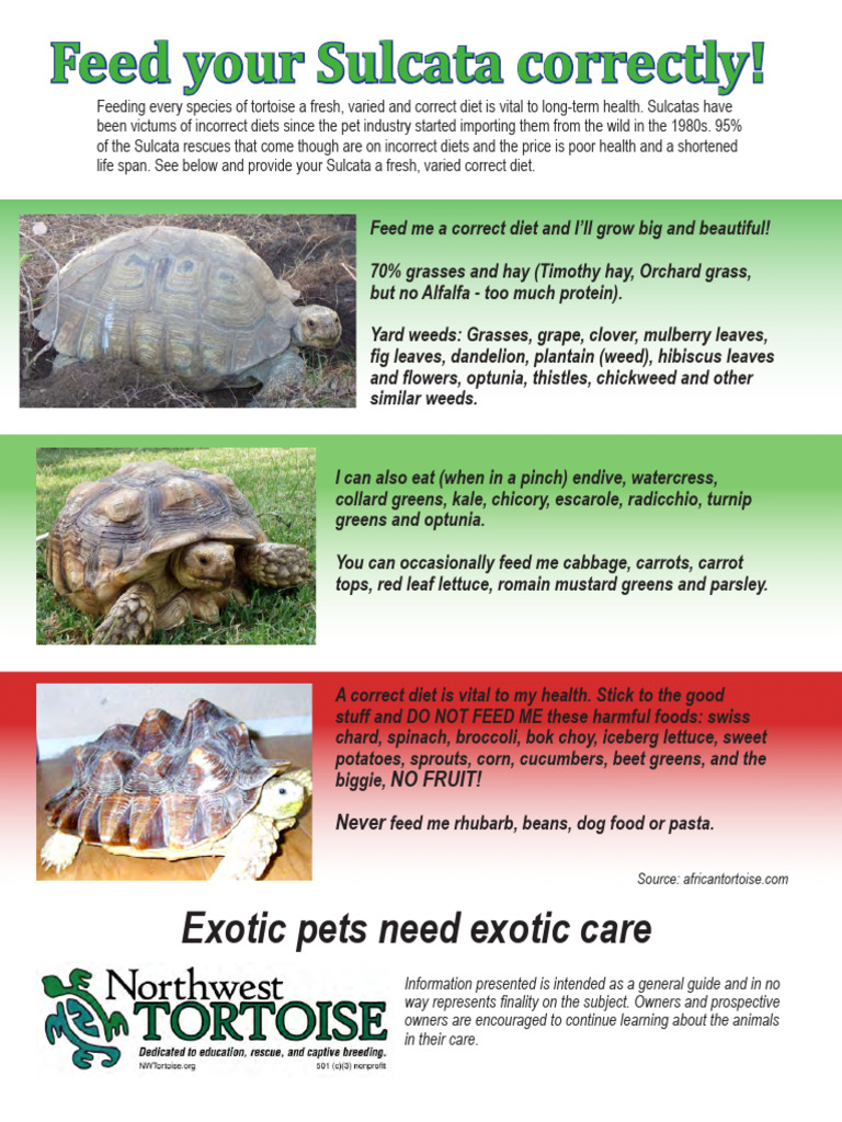 Sulcata Tortoise Diet: Essential Feeding Guide