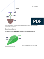 Plant Structure, Specialized Cells