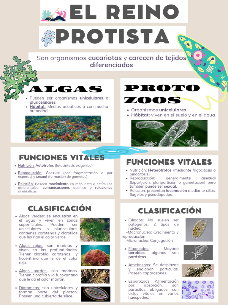 Funciones y Clasificación del Reino Protista | PDF | Algas | Organismos
