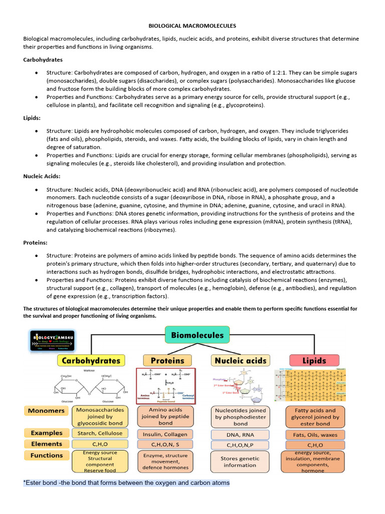 Biomolecules | Download Free PDF | Biomolecules | Rna