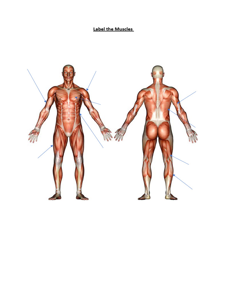 Muscle Labeling Guide | PDF