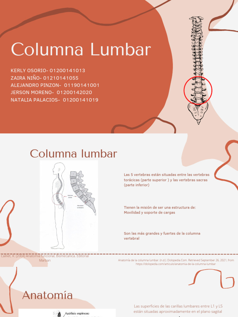 Anatomía y Función de la Columna Lumbar | PDF | La columna vertebral ...