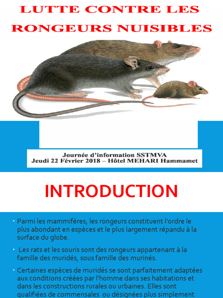 Lutte contre les rongeurs domestiques | PDF | Rongeur | Dent