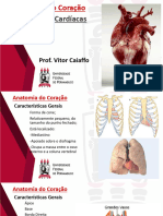Anatomia Do Coração - Câmaras Cardíacas