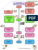 Lower Limb Muscles