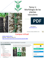 Teo1 16-8-23. Morfología de Las Plantas Vasculares