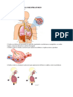 Exercicios Aparello Respiratorio - Odt-Gl