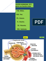 Regulación Hormonal 5