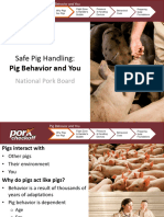 Pig Behavior English