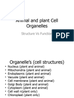Fill in Cell Organelle