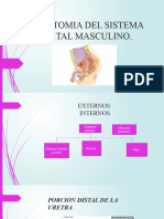 Anatomia Del Sistema Genital Masculino