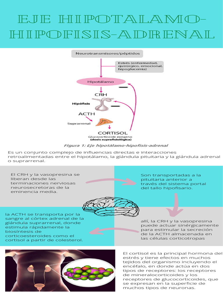 Eje Hipotalamo-Hipofisis-Adrenal | PDF | Cortisol | Glándula suprarrenal