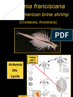 Artemia Franscicana