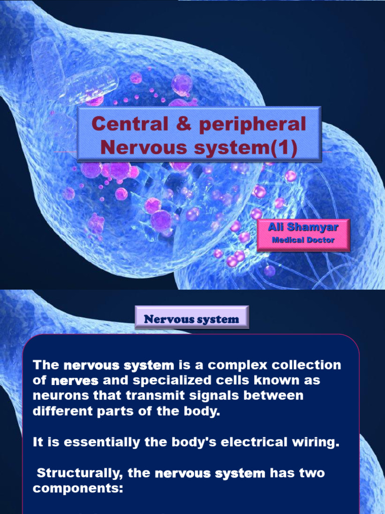 Physiology11 - Central Nervous System | PDF | Central Nervous System ...