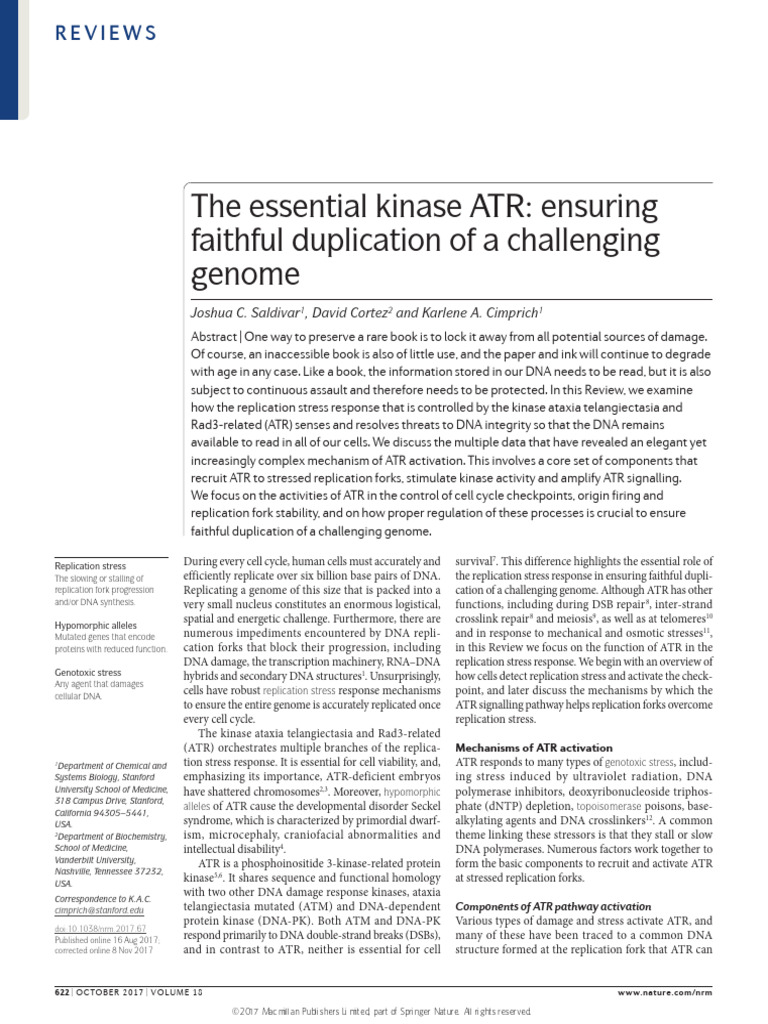 ATR Kinase: Key Role in DNA Replication | PDF | Dna Replication | Dna