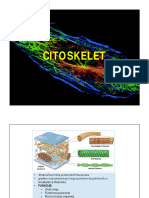 Citoskelet 1