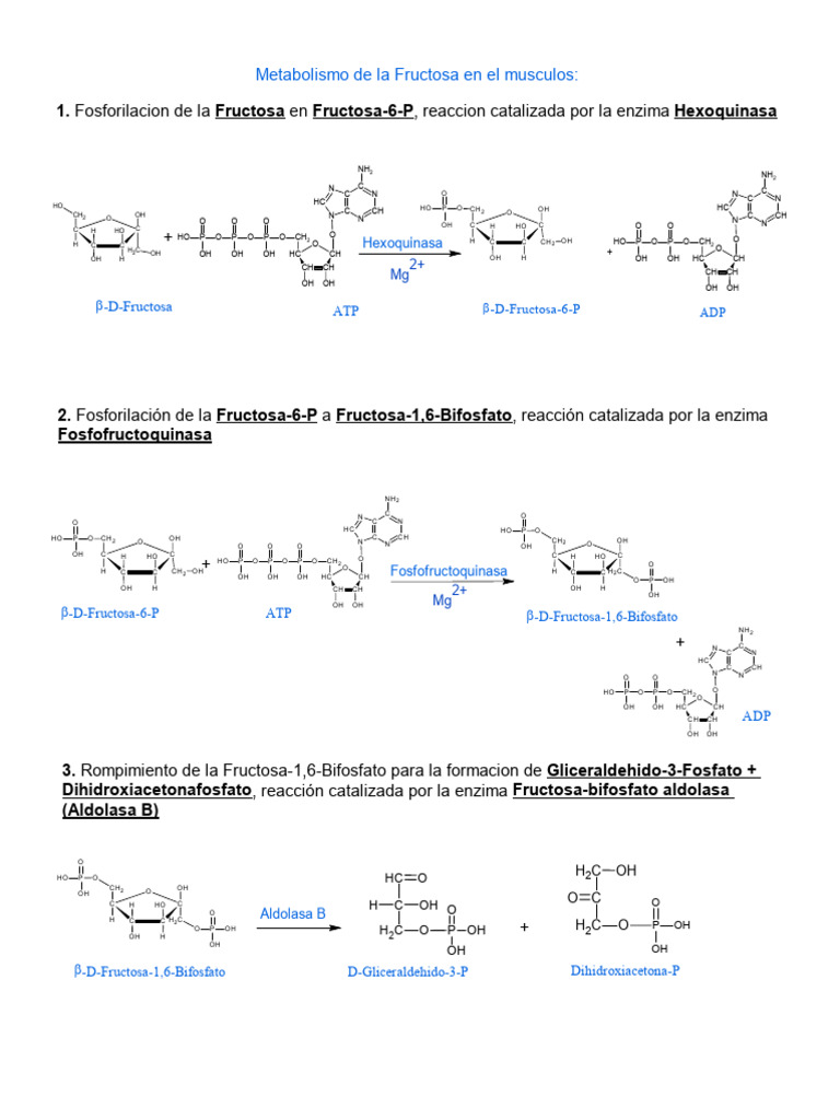 Metabolismo de la Fructosa en musculo PDF Fosforilación Nutrientes