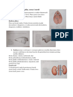 Budowa Płuc, Serca I Nerek