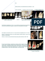 Anatomia Interna