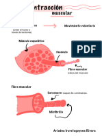 Contracción Muscular 