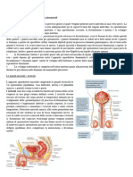 L'Apparato Riproduttore