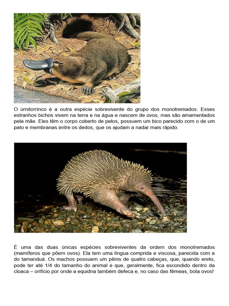 Características do Ornitorrinco Monotremado | PDF
