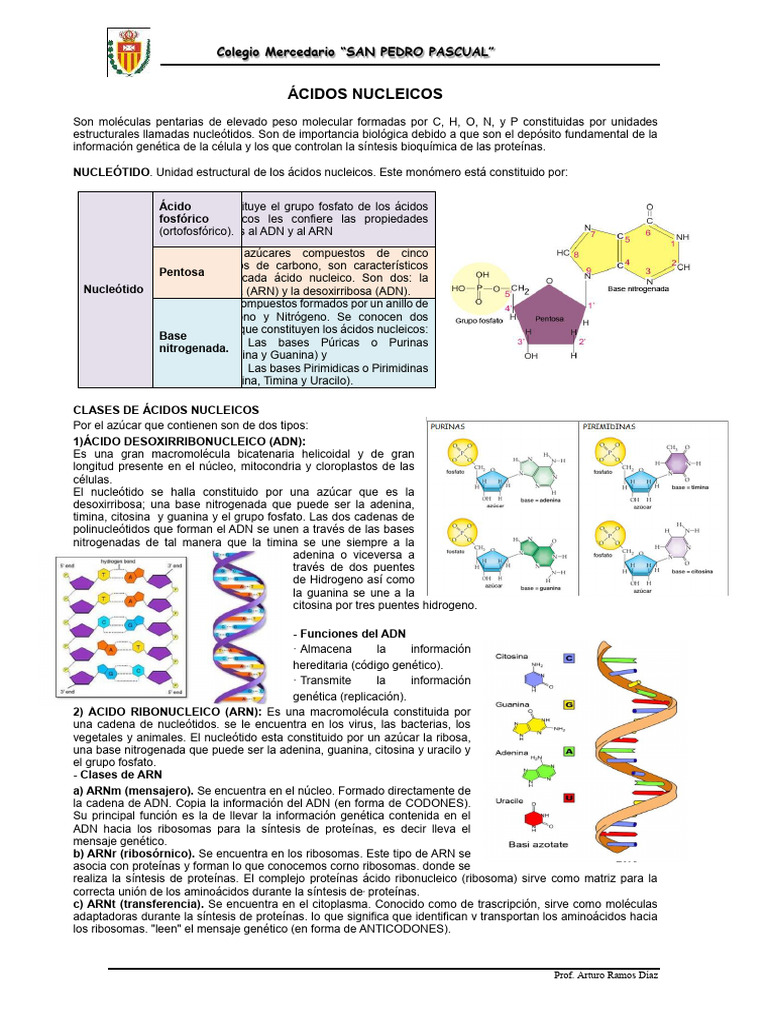 Estructura y Funciones de Ácidos Nucleicos | PDF | Ácidos nucleicos | Rna