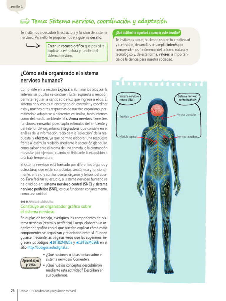 Estructura y Función del Sistema Nervioso | PDF | Sinapsis | Neurona
