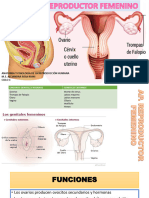 Aparato Reproductor Femenino 220928 213151