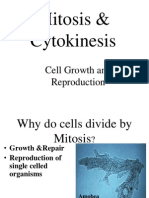 Mitosis