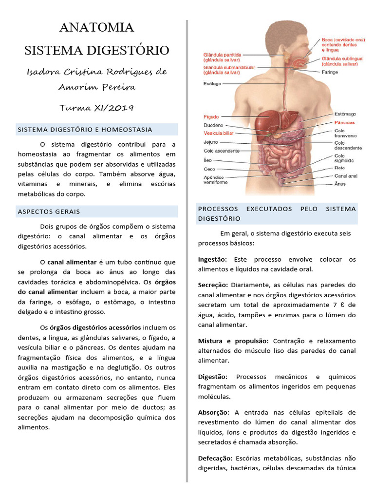 Sistema Digestório Download Grátis Pdf Digestão Intestino Delgado