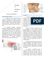 Sistema Reprodutor Masculino