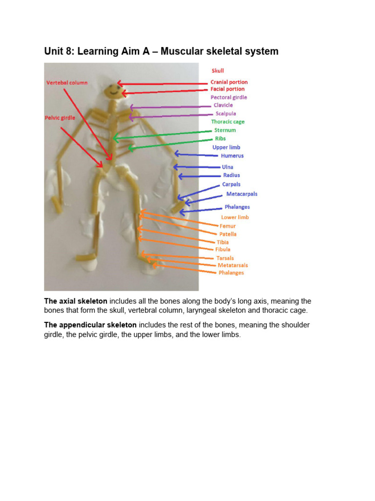 Document 5 | PDF | Anatomical Terms Of Motion | Bone