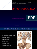 cơ thành bụng - ống bẹn