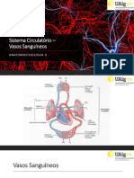 Sistema Circulatório - Vasos Sanguíneos (21.02.2020)
