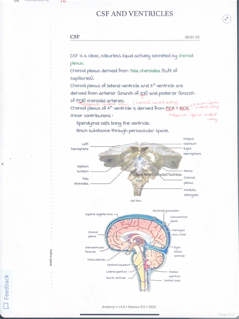 CSF and Ventricles | PDF