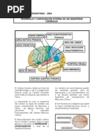 Neuroanatomia