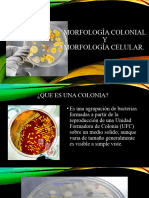 Morfologia Colonial y Celular Expo. MB