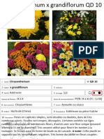 Chrysanthemum X Grandiflorum Qd10