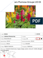 Celosia Cultivars Plumosa Groupe Ud03
