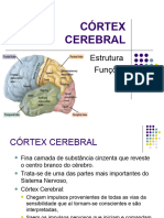 Córtex Cerebral-1